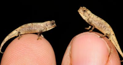 New contender for 'world's smallest reptile' found in Madagascar